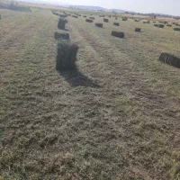 یونجه|خدمات باغبانی و درختکاری|باروق, |دیوار