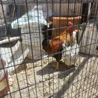 مرغ و خروس