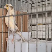 دوعدد قناری ماده پس بالا