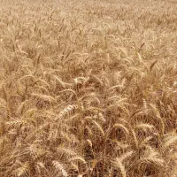 کاه گندم  ابی