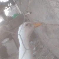 اردک
