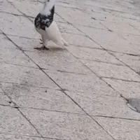 کبوتر گم شده