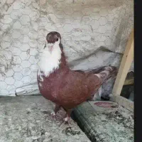 نرو ماده