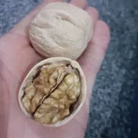 گردو چینی