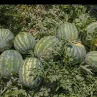 فروش هندوانه بیضی و گرد درجه یک