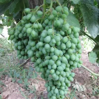 فروش آبغوره