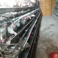 مرغ تخمگذار و چاق برای خون و نگهداری
