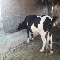 گاو