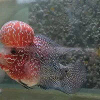 فلاور هورن رد دراگون عمده