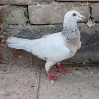 ۳۱تا کبوتر نروماده جوجه