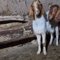 بز نر تگه