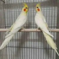 تعدادی عروس هلندی مولد با جوجه و تخم و چند تا دستی