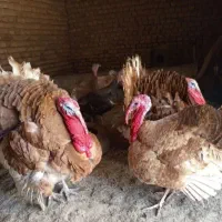 بوقلمون بوربون