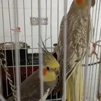 عروس هلندی نر و ماده