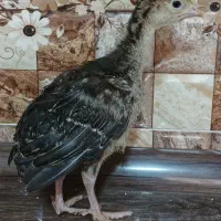 جوجه بوقلمون برنز انگلیس سینه پهن