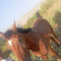 اسب نریان
