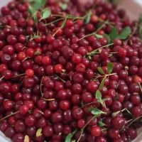 آلبالوی محلی
