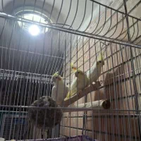 عروس هلندی لوت ۹