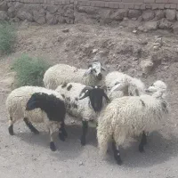 بره سبک