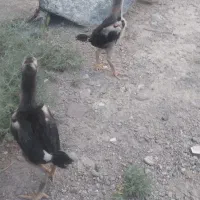 جوجه اوشامو