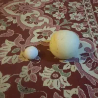 چفت سنگ آسیاب واقعی