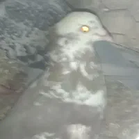 کفتر. کبوتر