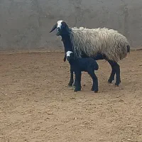 گوسفند
