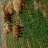 فروش چندراس بره ماده هترو قطع شیر
