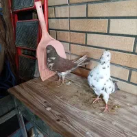 دو عدد کبوتر تهرانی