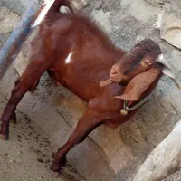 بزنر