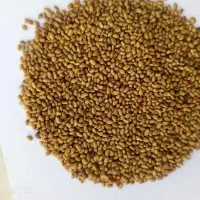 بذر یونجه ضمانتی