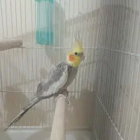 عروس هلندی نر ((جم))