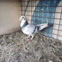 فقط جفتگاه