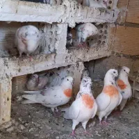 کبوتر پرشی