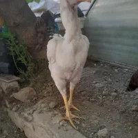 دو عدد مرغ لاری