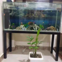 اکواریوم