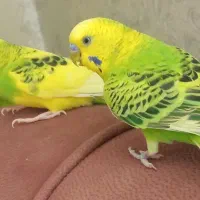 مرغ عشق، جفتی یک میلیون