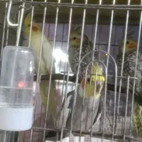 پرنده سرای حامد شعبه 2