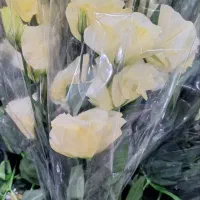 گل شاخه ای مستقیم ازتولیدکننده زیرقیمت بازار