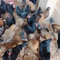 غاز و مرغ|حیوانات مزرعه|میناب, |دیوار