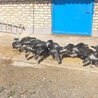 نیمجه بوقلمون
