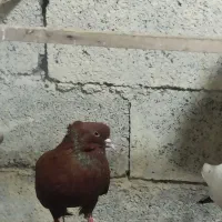 باسلام پانزده عددکبوترفروش