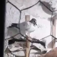 کبوتر سوسکی جوجه
