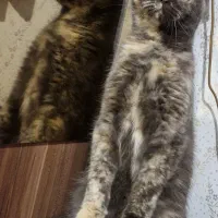 گربه اسکاتیش میکس