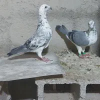 کفتر