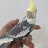 جوجه عروس هلندی ۲ماه