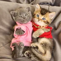 بریتیش شورت‌هیر خاص با شناسنامه و آماده تحویل