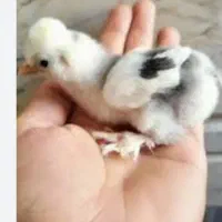 فروشی جوجه گلین و برهما