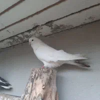 کبوتر