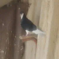 کبوتررنگی